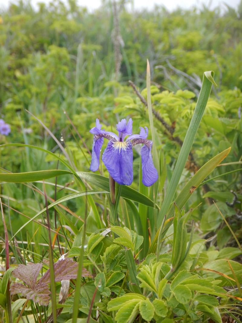 Изображение особи Iris setosa.