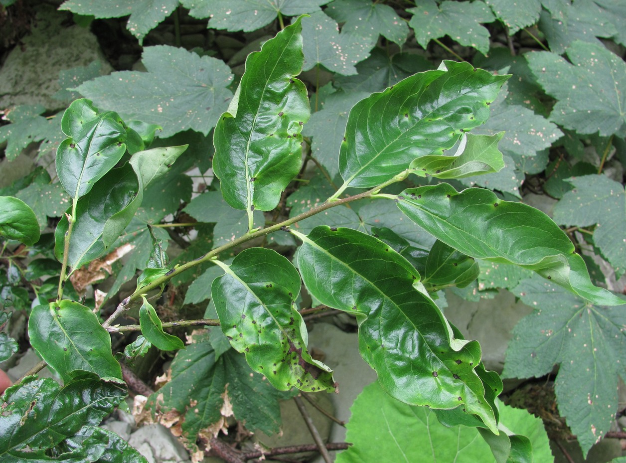 Image of Diospyros lotus specimen.