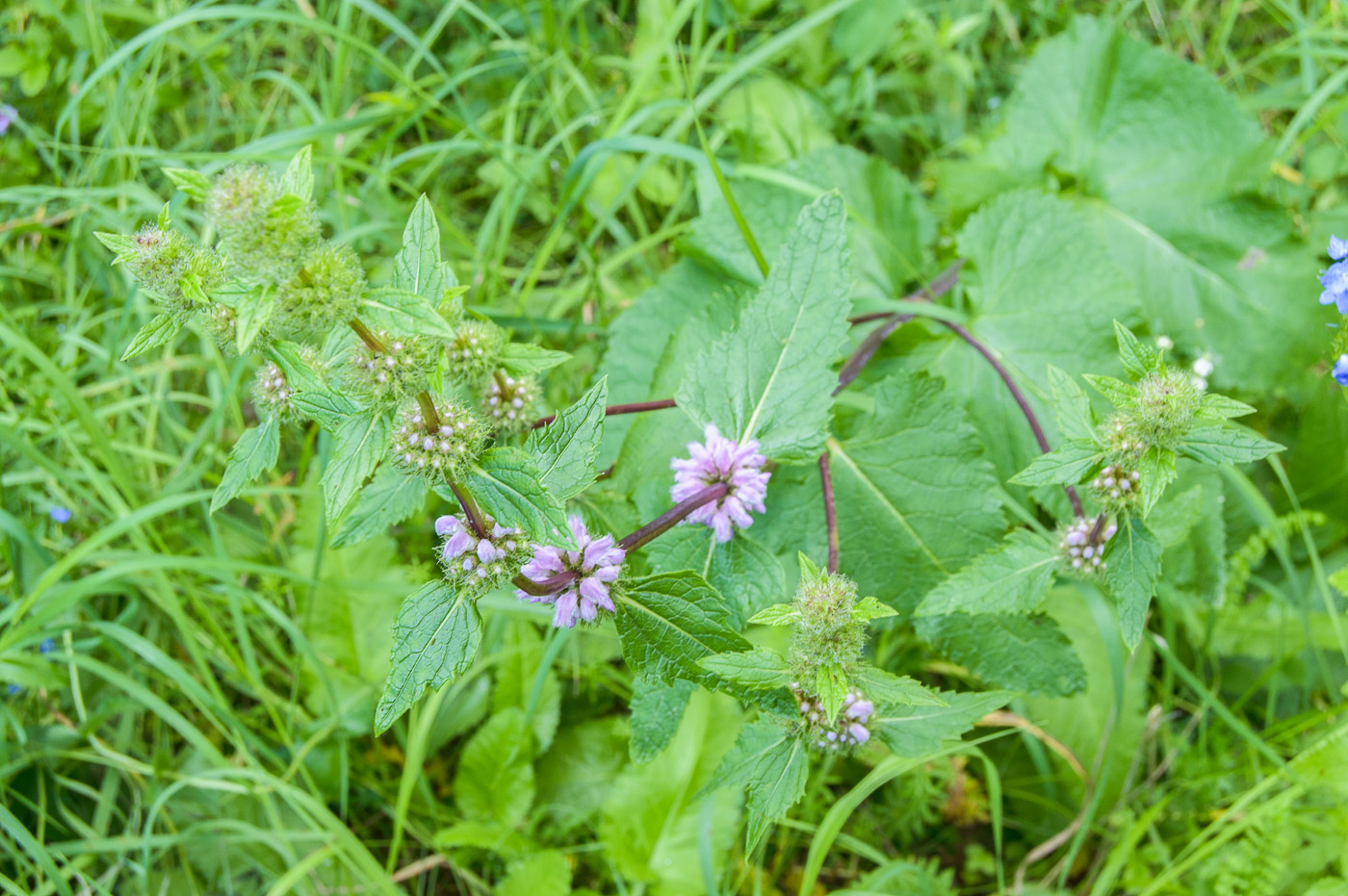 Изображение особи Phlomoides tuberosa.