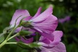 Linum hypericifolium. Соцветие (видны чашечки). Республика Адыгея, Майкопский р-н, Кавказский биосферный заповедник, юго-восточное подножие горы Оштен, субальпийский луг, выс. ок. 1840 м н.у.м. 15.07.2017.