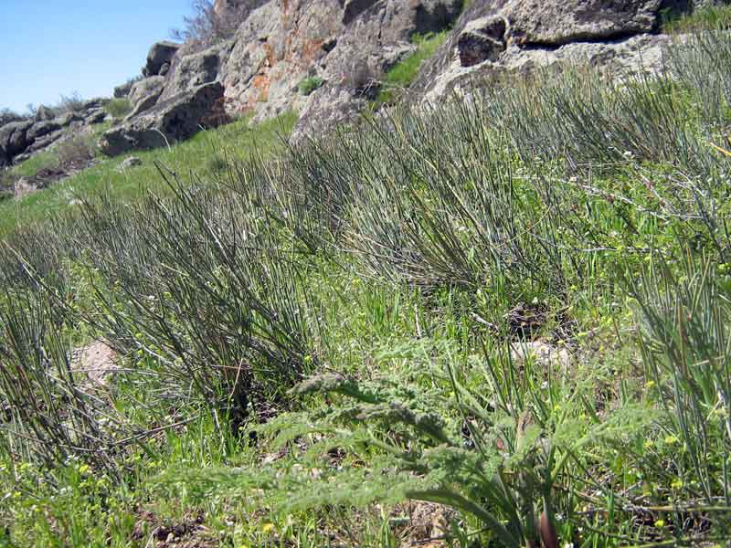 Image of Ephedra equisetina specimen.