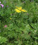 Doronicum macrophyllum. Верхняя часть цветущего растения. Карачаево-Черкесия, Тебердинский заповедник, хр. Малая Хатипара, высокотравный субальпийский луг. 14.07.2017.