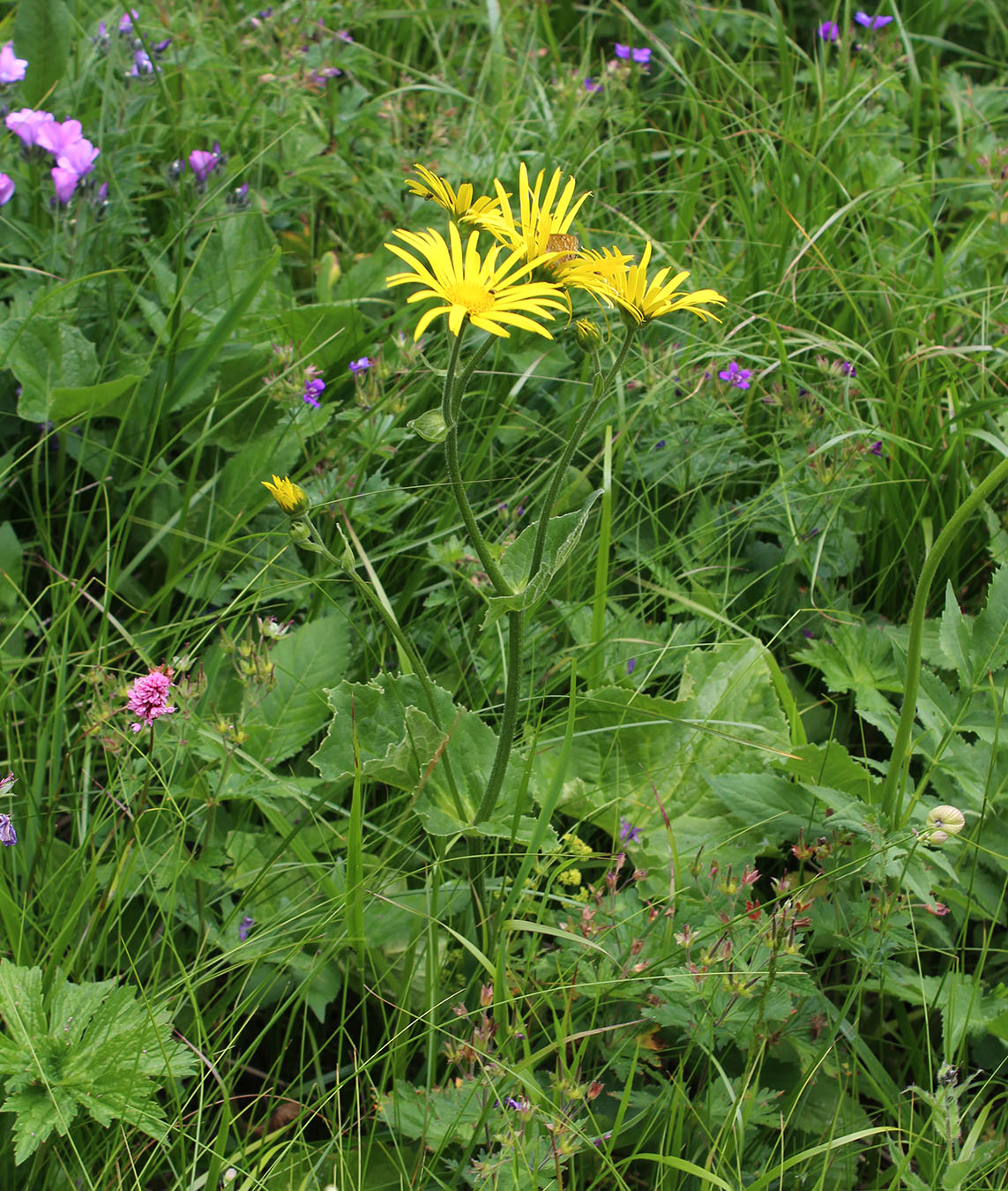 Image of Doronicum macrophyllum specimen.