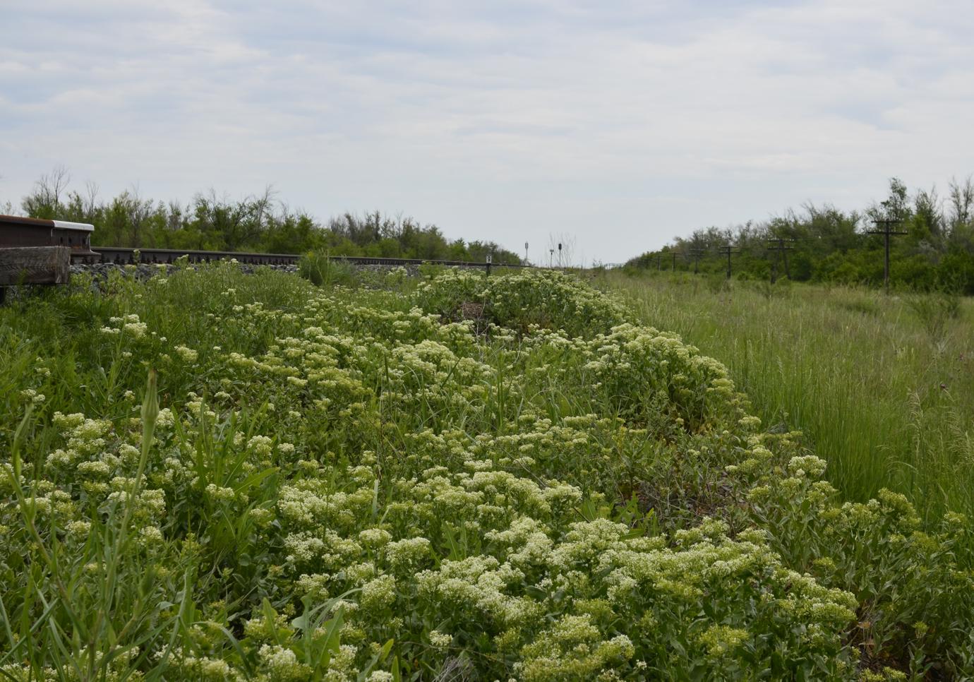 Image of Cardaria draba specimen.