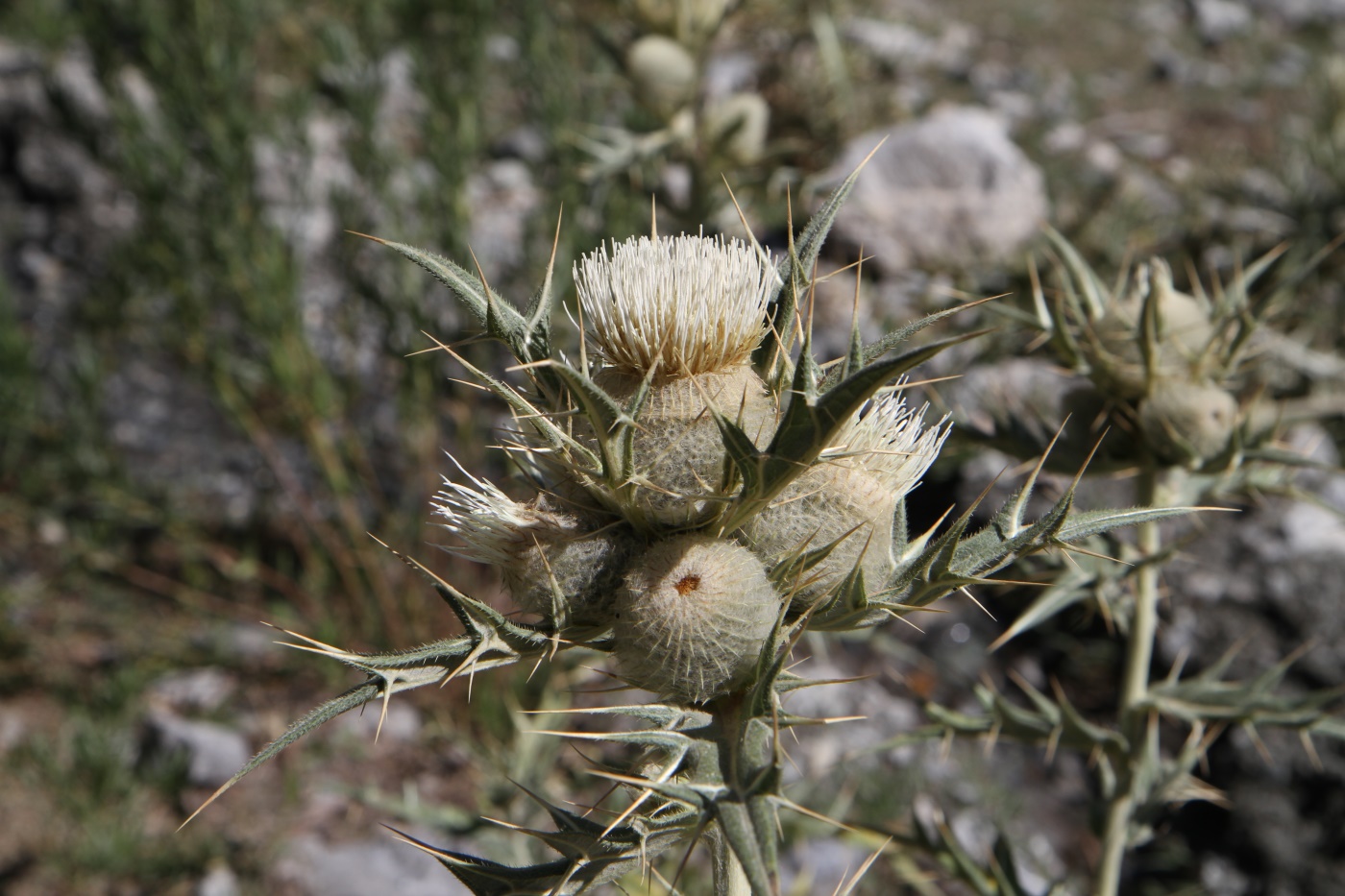 Изображение особи Cirsium turkestanicum.