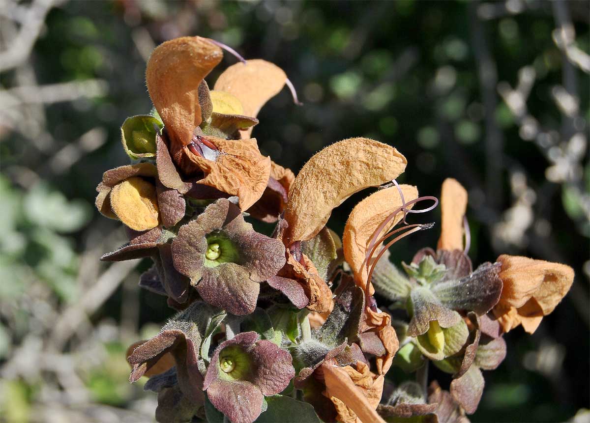 Image of Salvia aurea specimen.
