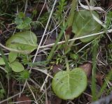 Pyrola norvegica