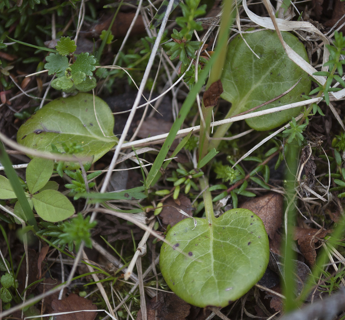 Изображение особи Pyrola norvegica.