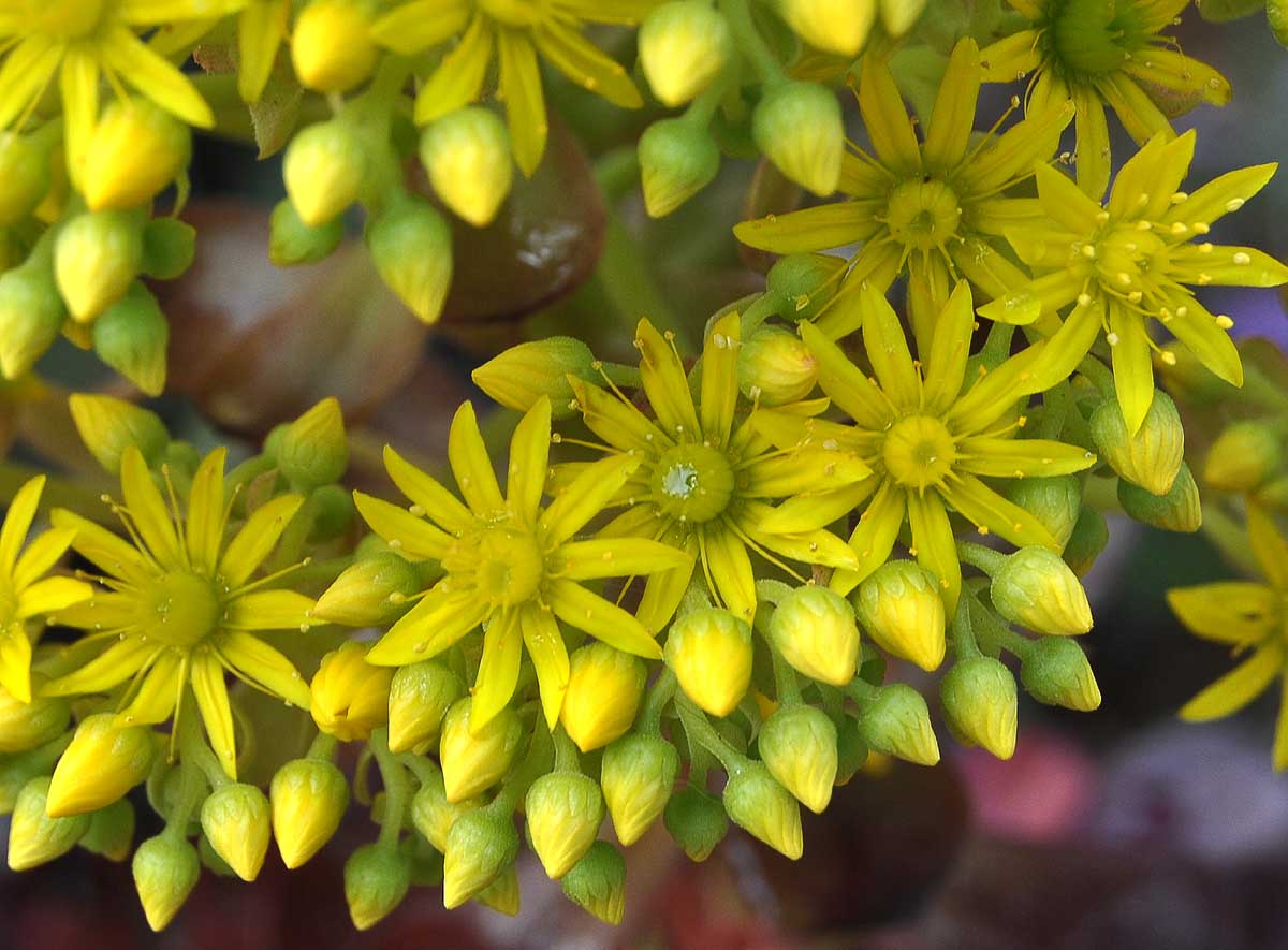 Изображение особи Aeonium arboreum.