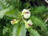 Pedicularis semenowii