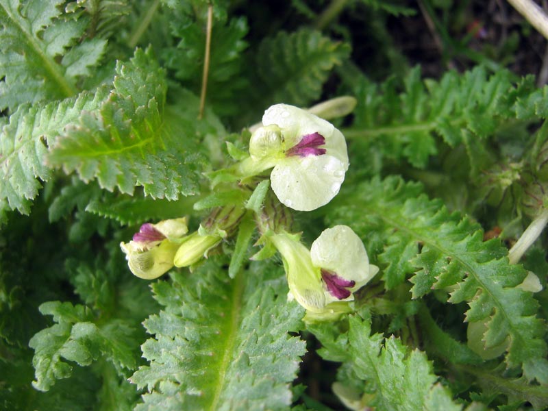 Изображение особи Pedicularis semenowii.