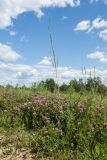 Turritis glabra. Плодоносящее растение, выросшее среди куртины Trifolium medium. Псковская обл., Опочецкий р-н, 393 км шоссе М20, суходольный луг на старой залежи. 09.07.2017.