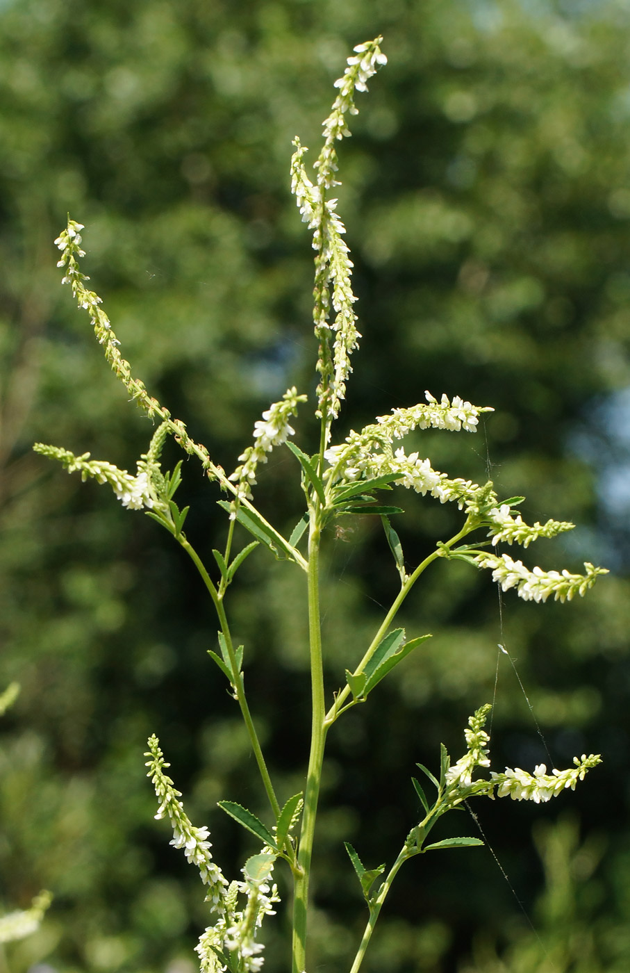 Image of Melilotus albus specimen.