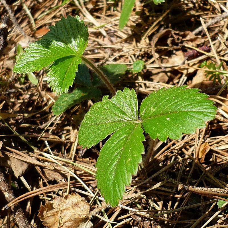 Изображение особи Fragaria vesca.