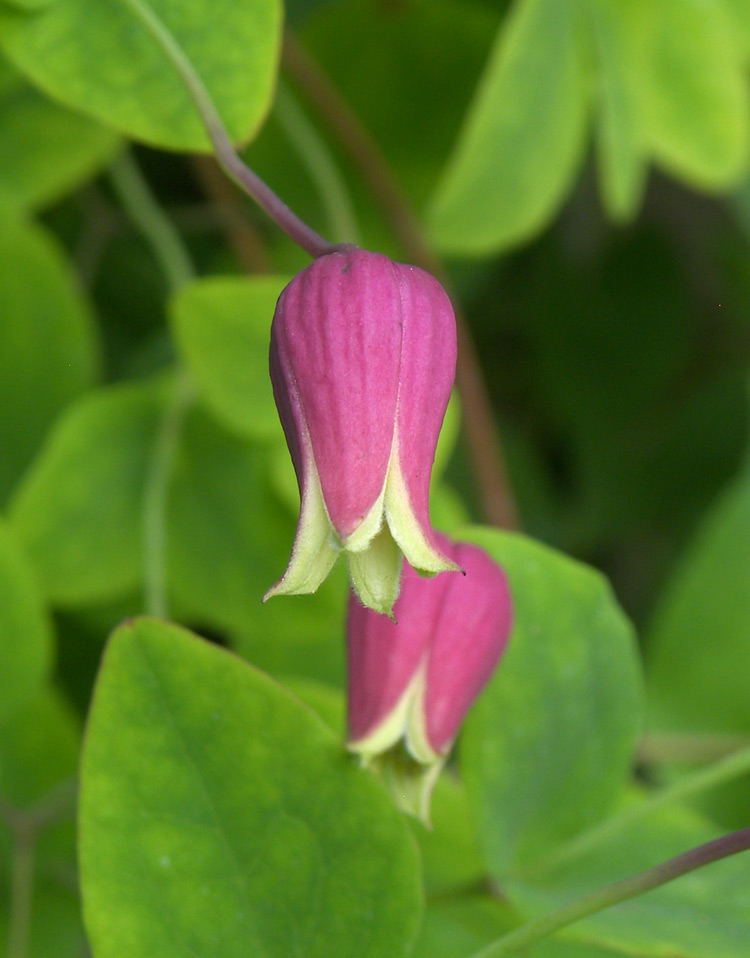 Изображение особи Clematis glaucophylla.