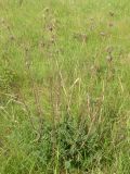Astragalus ponticus. Вегетирующее растение с остатками прошлогодних цветоносов. Днепропетровская обл., балка в верховьях р. Самоткани. 07.05.2010.