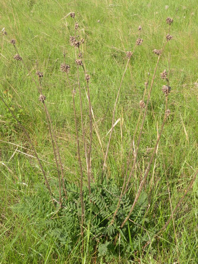 Изображение особи Astragalus ponticus.