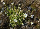 Cerastium regelii