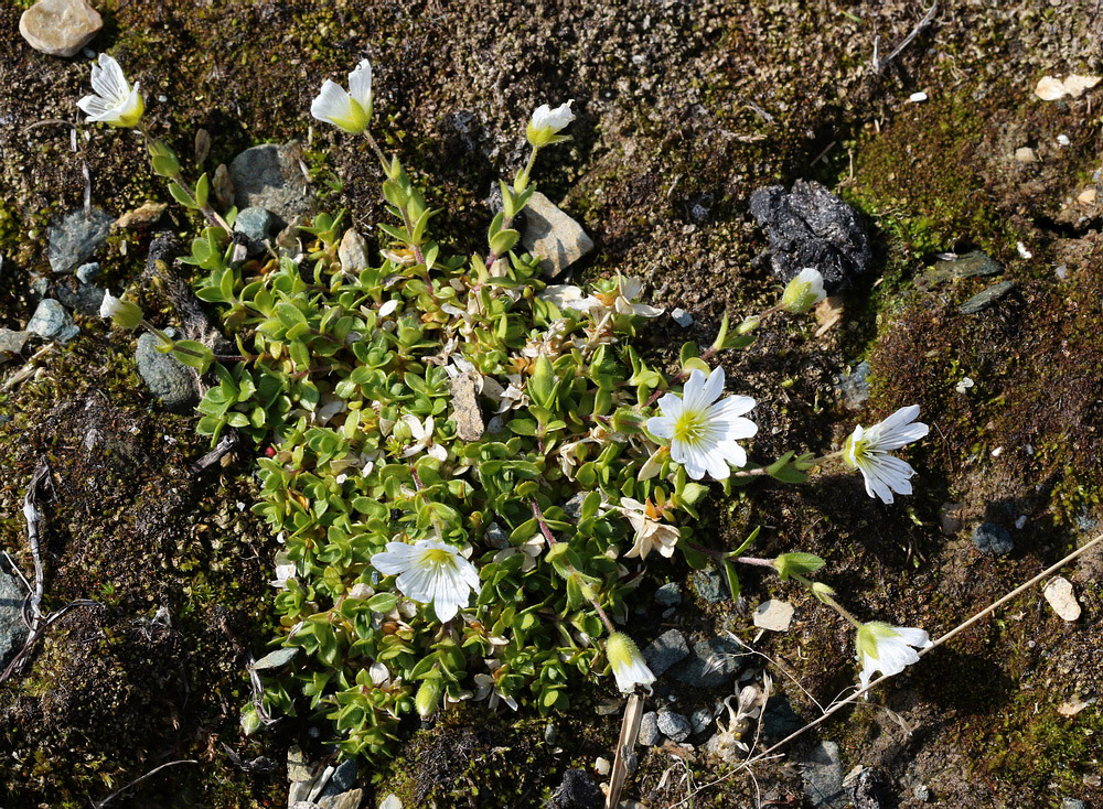 Изображение особи Cerastium regelii.