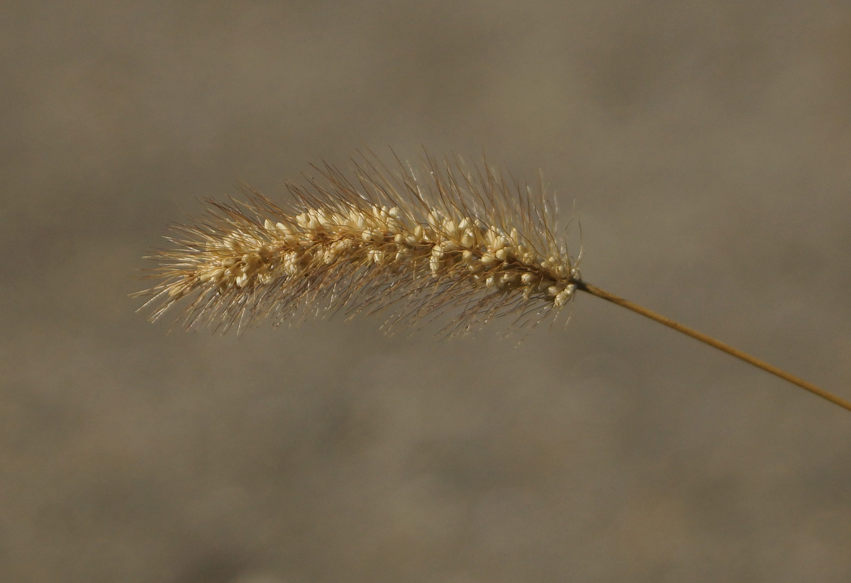 Изображение особи Setaria viridis.