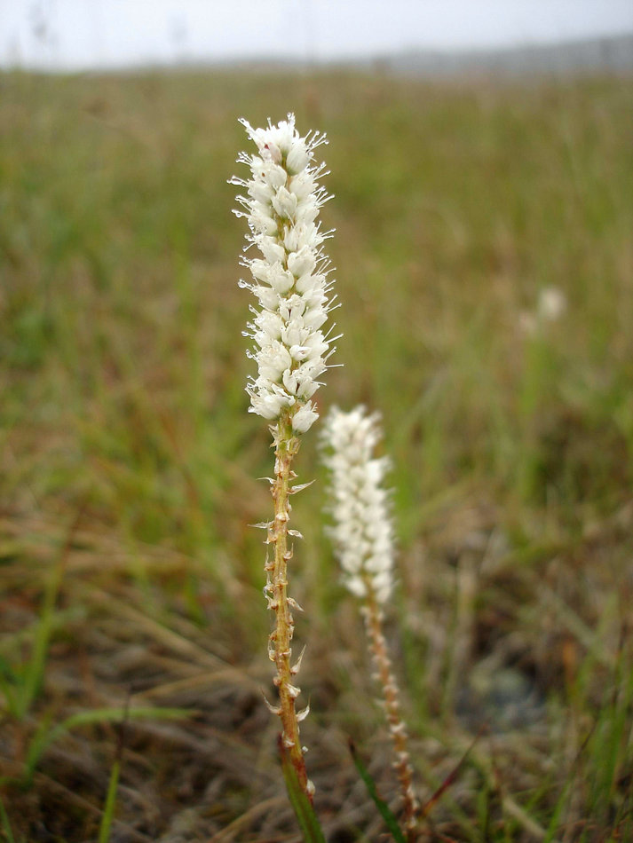 Image of Bistorta vivipara specimen.