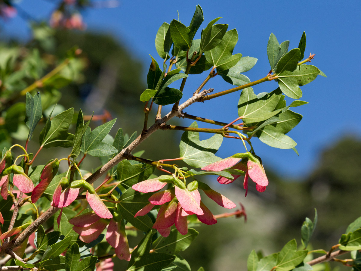 Image of Acer sempervirens specimen.