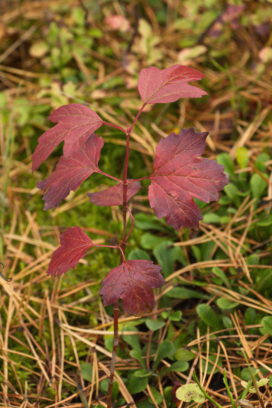 Изображение особи Viburnum opulus.