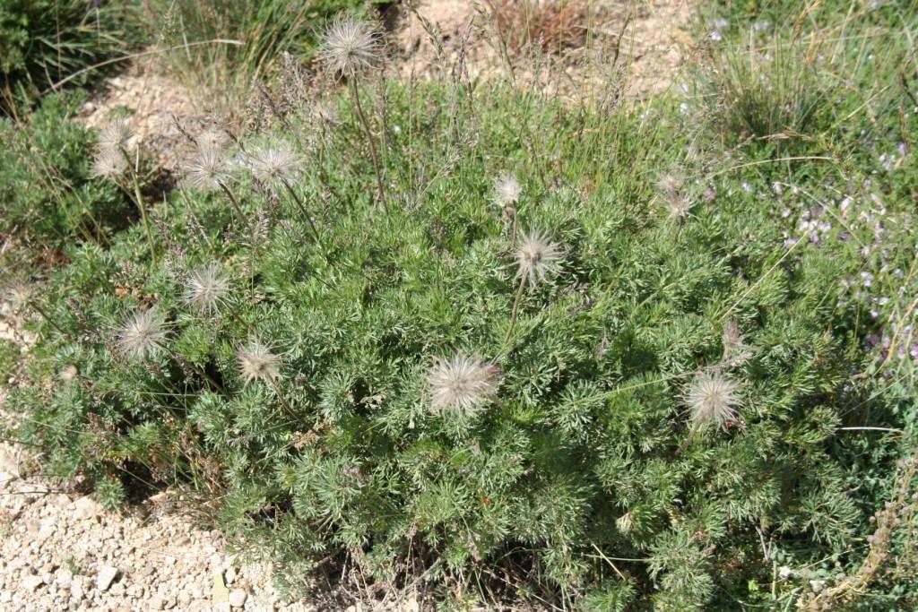 Image of Pulsatilla violacea specimen.