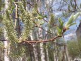 Salix caprea