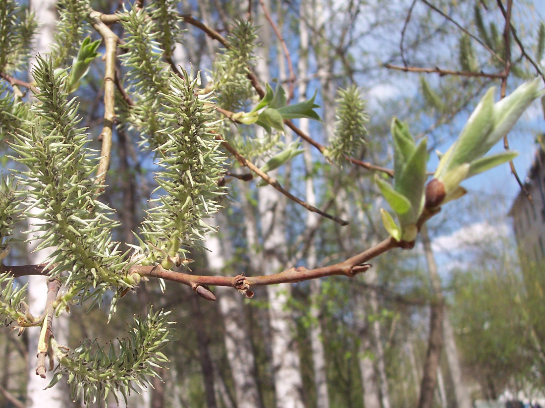 Image of Salix caprea specimen.