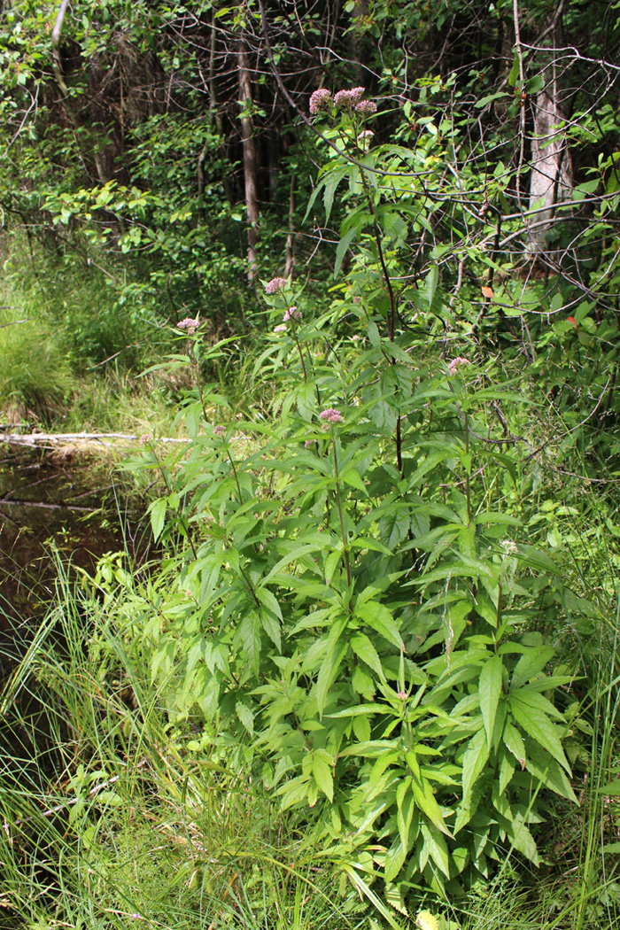 Image of Eupatorium cannabinum specimen.