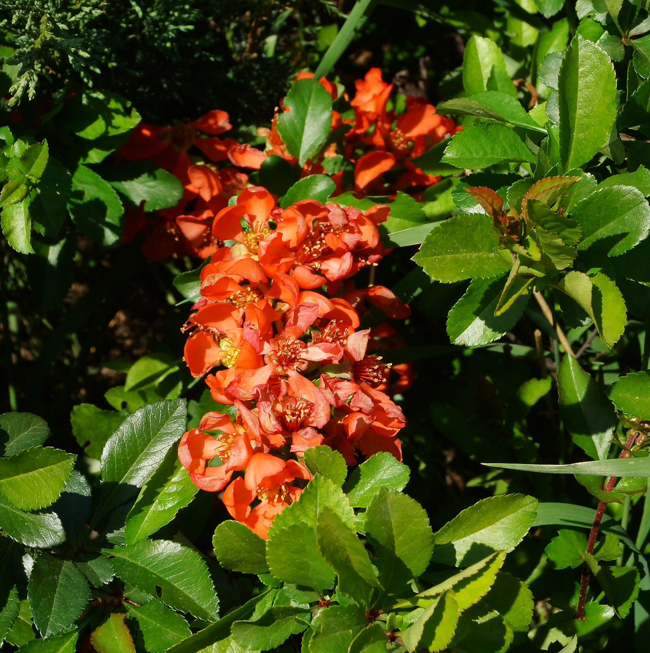 Image of Chaenomeles japonica specimen.