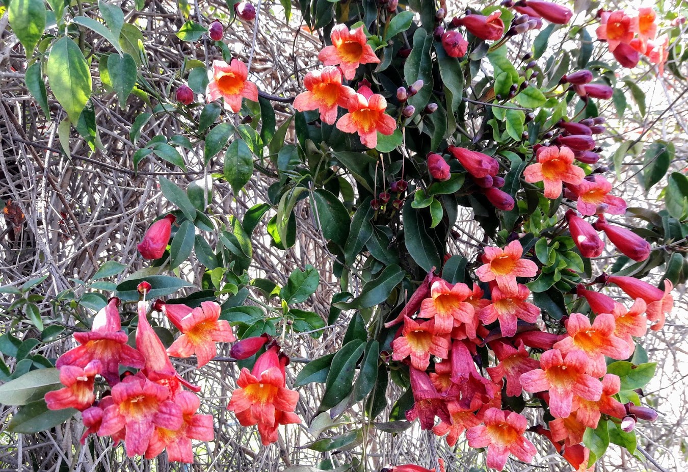 Image of Bignonia capreolata specimen.