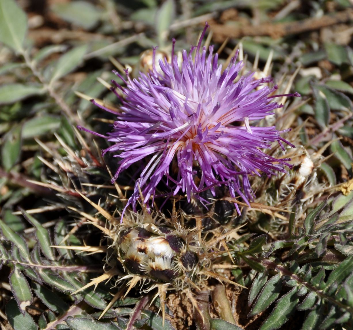 Image of Centaurea raphanina ssp. mixta specimen.