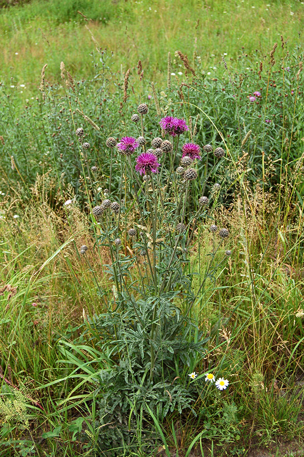 Image of Centaurea scabiosa specimen.