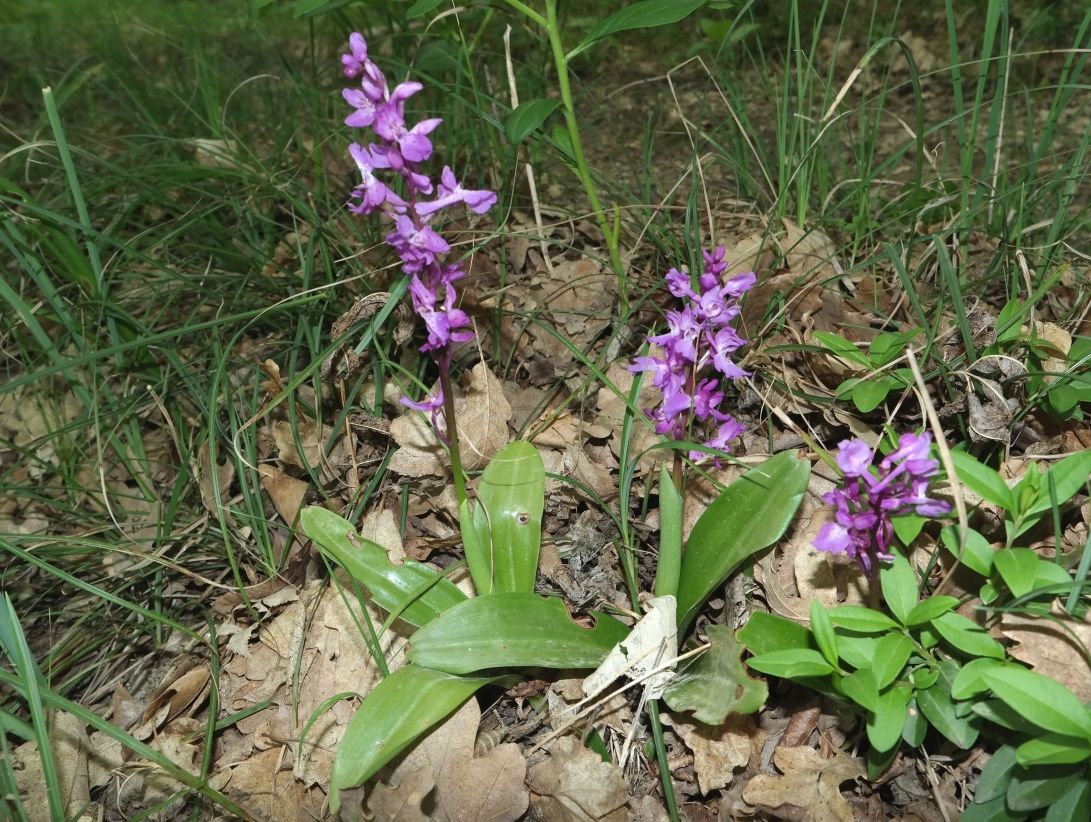 Изображение особи Orchis mascula.