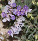 Limonium papillatum. Развивающиеся соцветия, цветки и чашечки отцветших цветков. Испания, автономное сообщество Канарские о-ва, о-в Фуэртевентура, провинция Las Palmas, муниципалитет La Oliva, северные окр. пос. El Cotillo, дюны у мыса de la Enrocadiza. 04.03.2018.