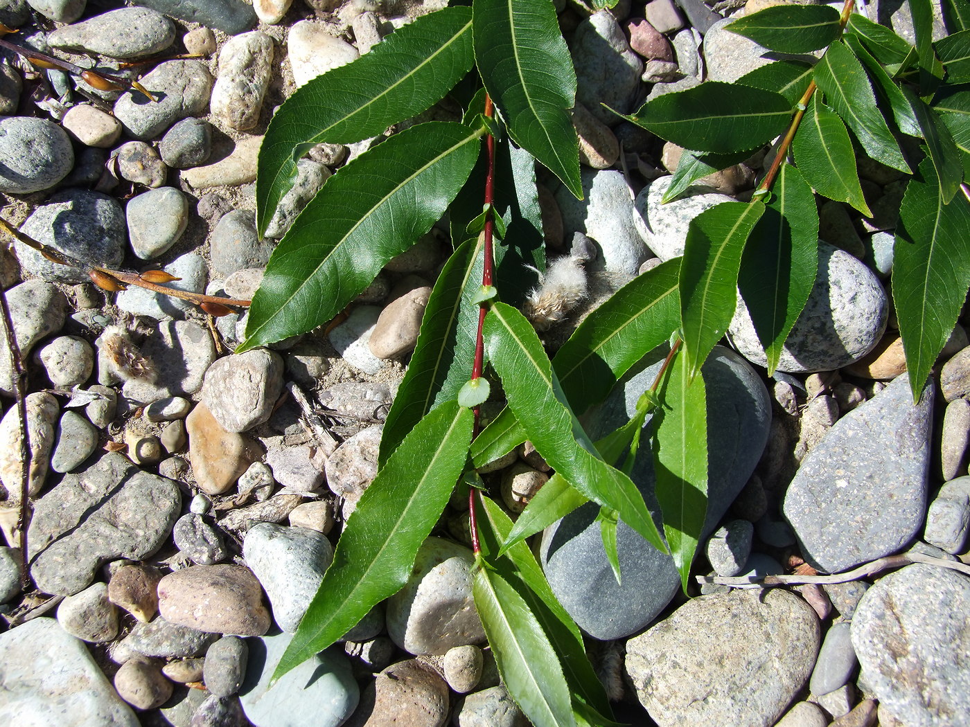 Image of Salix rorida specimen.