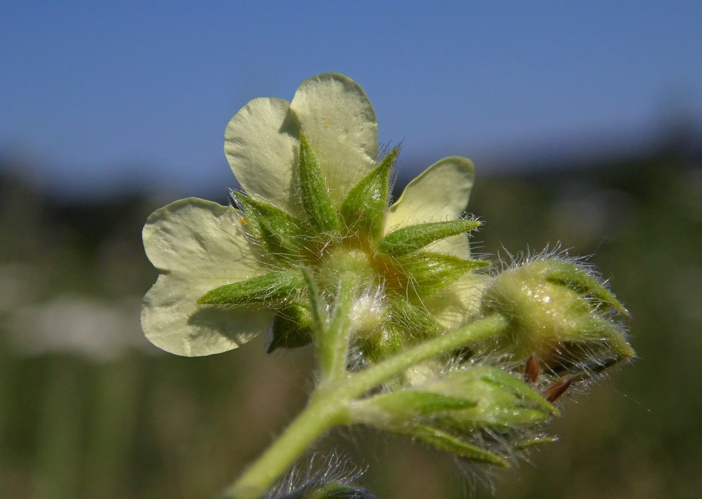 Image of Potentilla recta specimen.