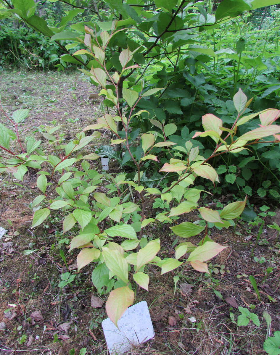 Image of Stewartia ovata specimen.