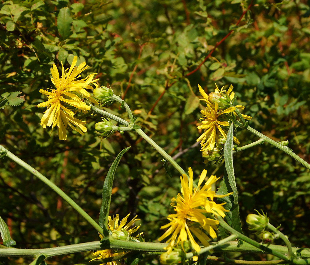 Image of Crepis sibirica specimen.