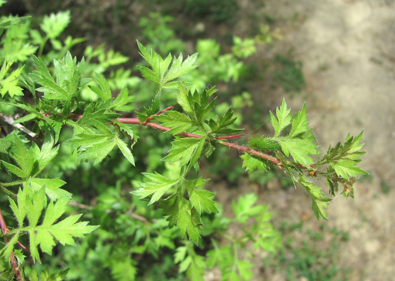 Image of Crataegus pallasii specimen.