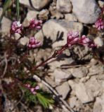 Asperula accrescens