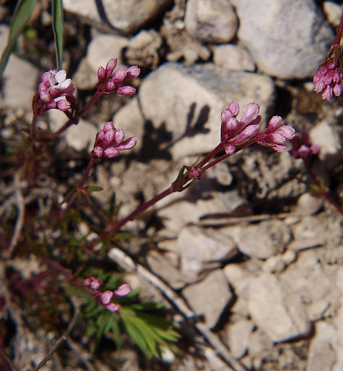 Image of Asperula accrescens specimen.