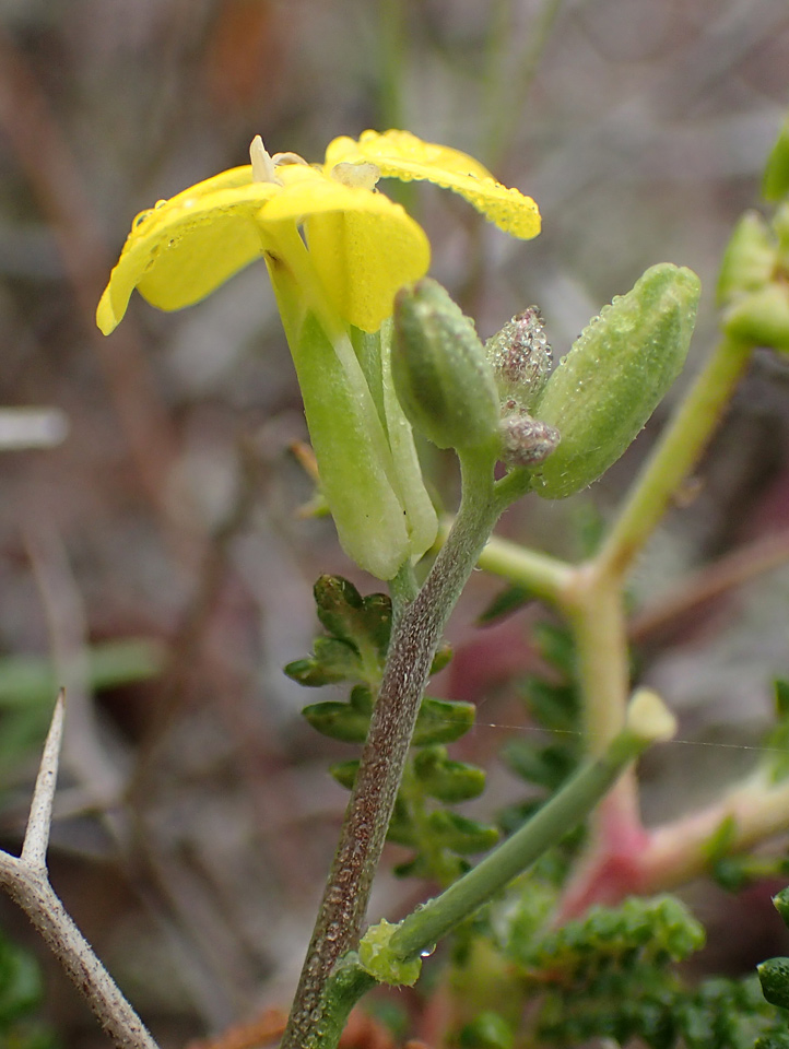 Image of Erysimum pusillum ssp. hayekii specimen.