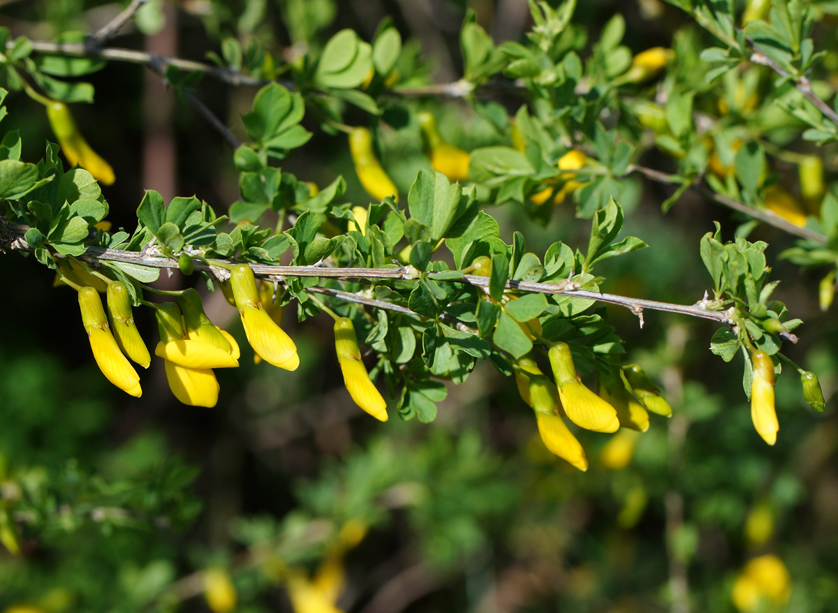 Image of Caragana frutex specimen.
