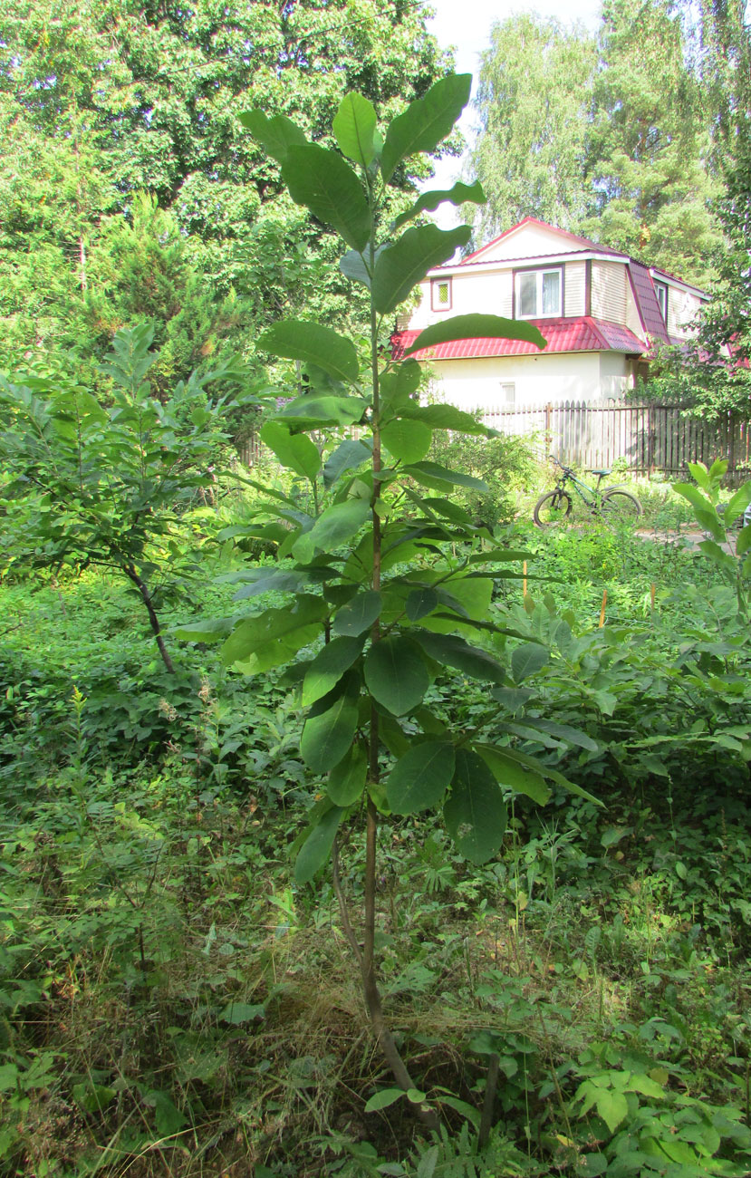 Изображение особи Magnolia hypoleuca.