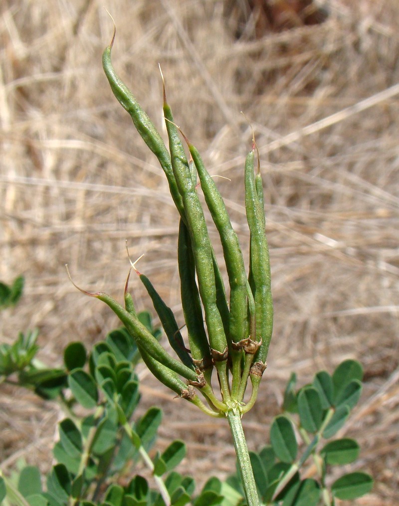 Image of Securigera varia specimen.