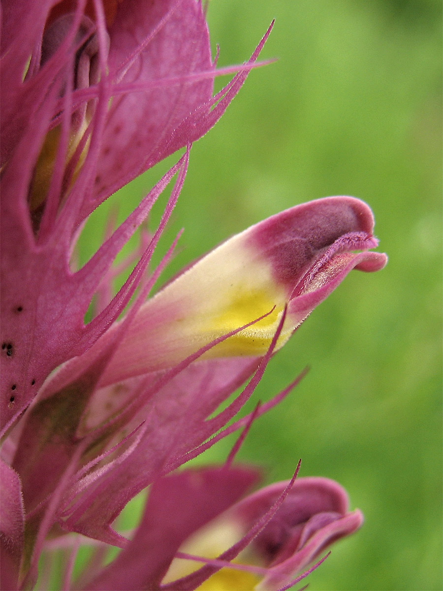 Image of Melampyrum arvense specimen.