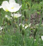 Papaver alpinum